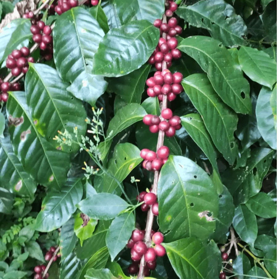 New Release | Aguacatones Natural, Guatemala - Seven Seeds