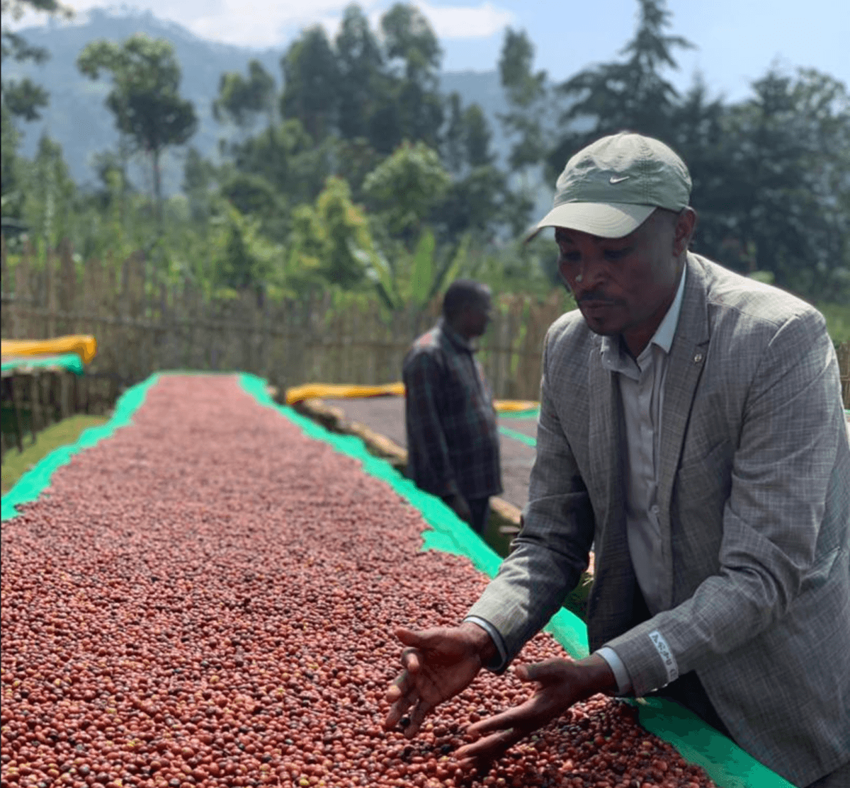 New Release | Bekele Belaycho, Ethiopia - Seven Seeds