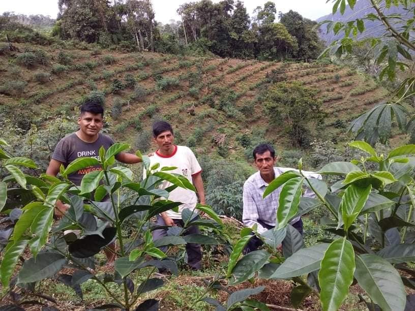 New Release | Faustino Flores Benegas, Peru - Seven Seeds