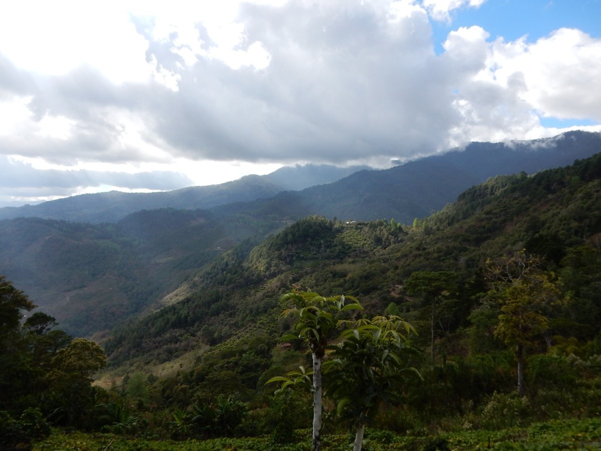 New Release | Finca Rosma, Guatemala - Seven Seeds