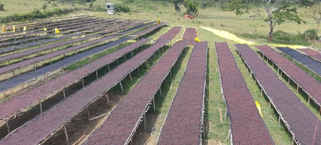 New Release: Kefyalew Deressa Tulu, Ethiopia - Seven Seeds