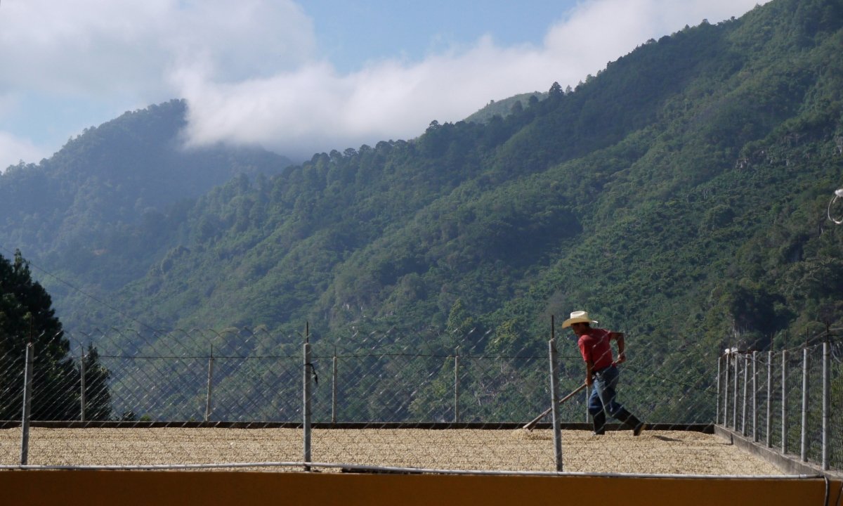 New Release | La Esperanza Special, Guatemala - Seven Seeds