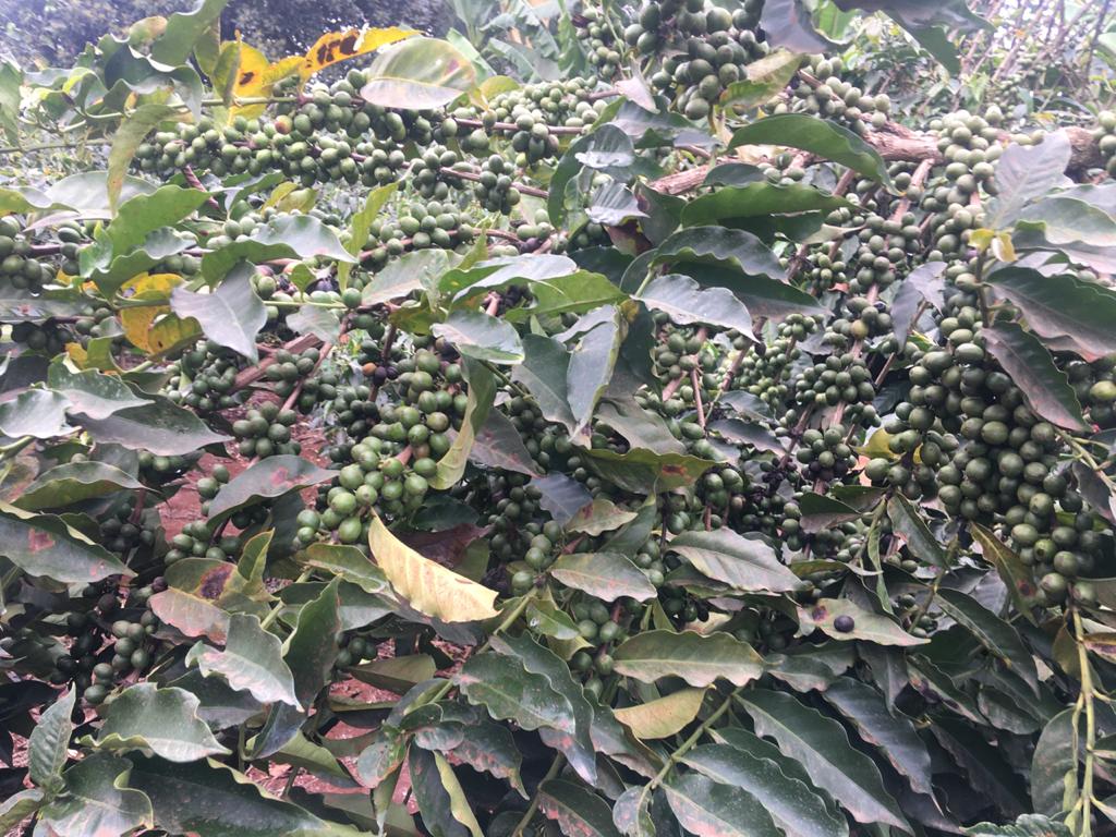 New Release: Mukunga Estate AA, Kenya - Seven Seeds