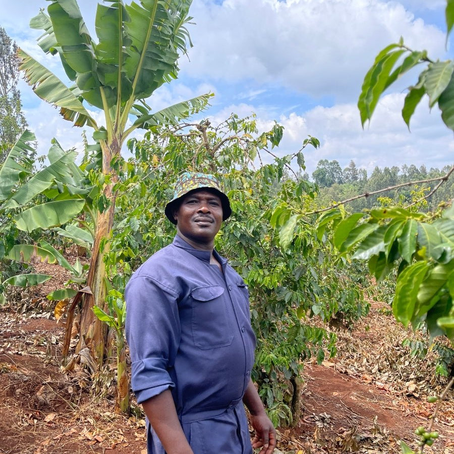 New Release | Ndiwa Estate, Kenya - Seven Seeds