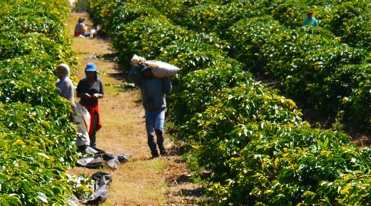 New Release | Ouro Verde Collection #8, Brazil - Seven Seeds