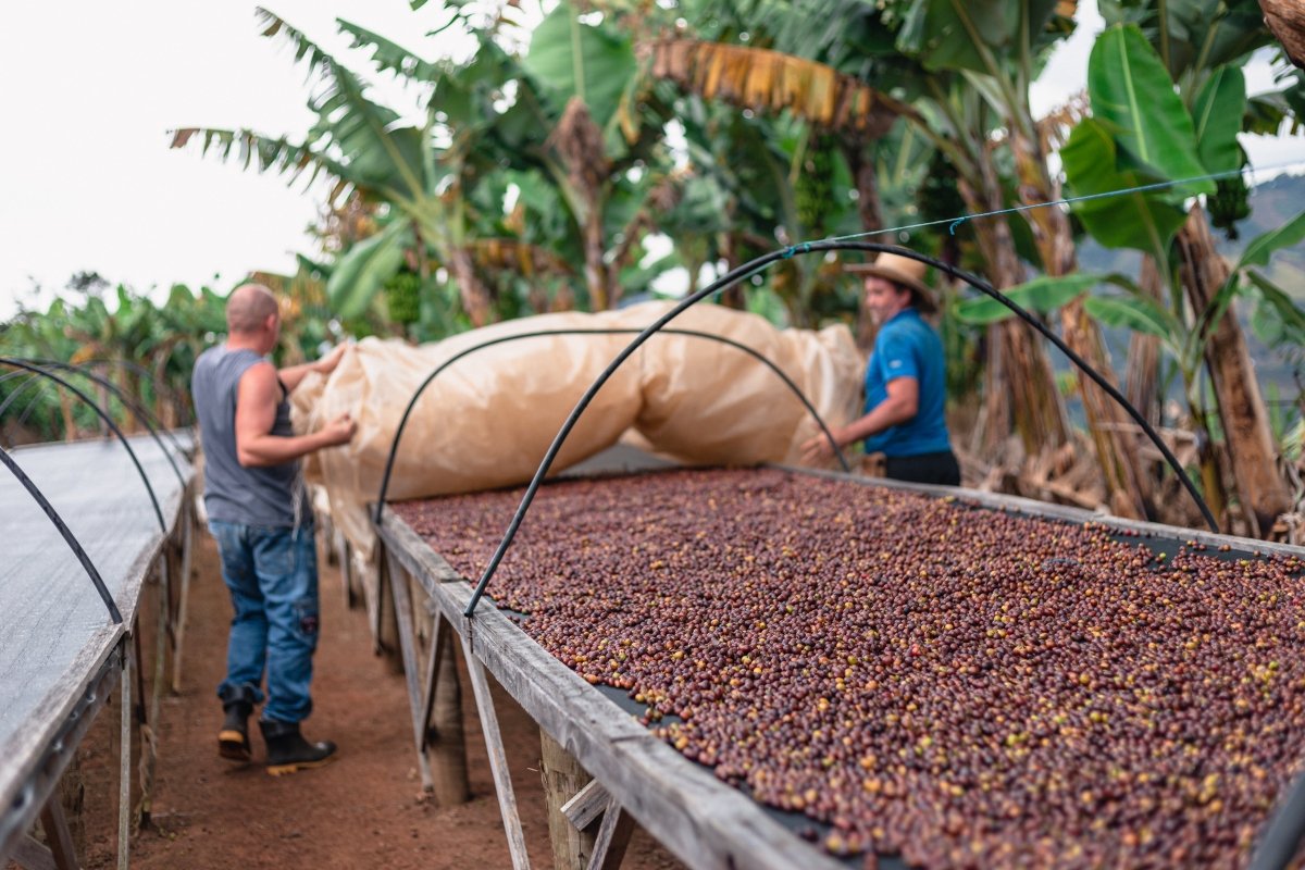 New Release | Sitio Santa Catarina, Brazil - Seven Seeds