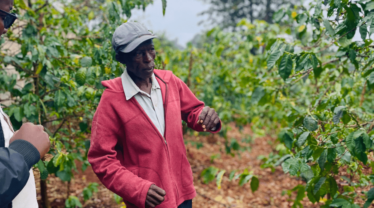 New Release | Waturi Estate, Kenya - Seven Seeds
