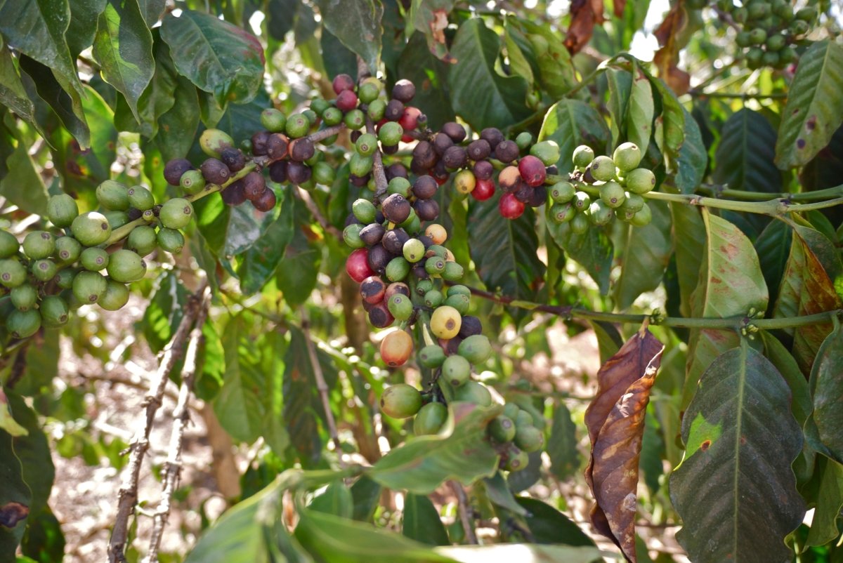 New Release: Waturi Estate PB, Kenya - Seven Seeds